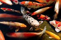 Koi Fish Pond Abstract