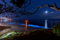 Bioluminescence from La Jolla Tree