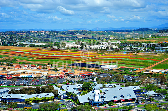 Carlsbad Flower Fields