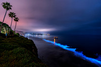 La Jolla Palm Tree View Bioluminescence