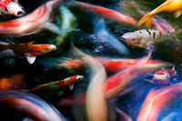 Koi Fish Pond Abstract 2