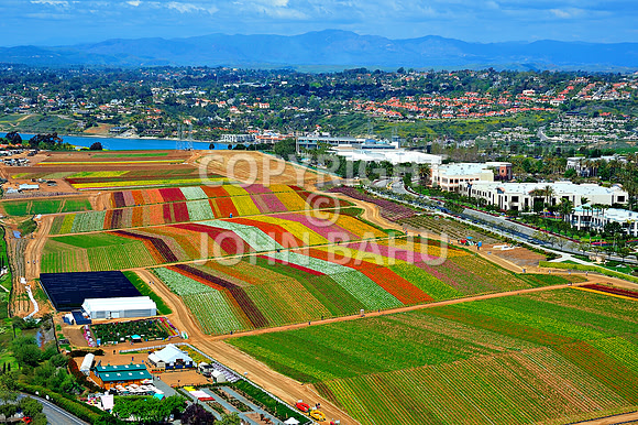 Carlsbad Flower Fields 2